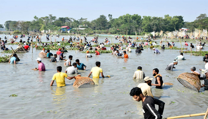 বিশ্বনাথে পলো বাওয়া উৎসবে মানুষের ঢল