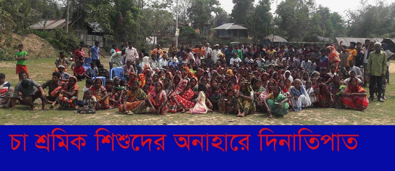 চা-শ্রমিক শিশুদের অনাহারে দিনাতিপাত