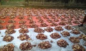 কুররানী এবং মধ্যবিত্ত শ্রেণী