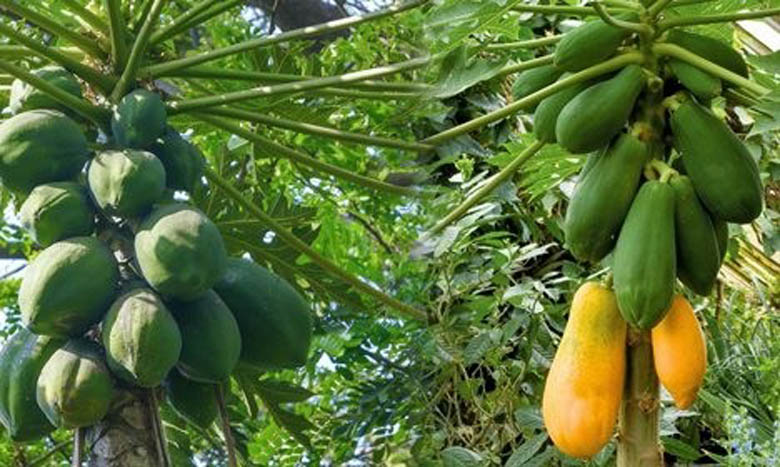 ডায়াবেটিস কিডনির সমস্যায়  কাঁচা পেঁপে
